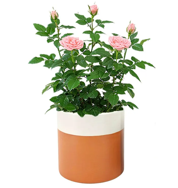 Rings Candlewick Gift Shop Clay White Planter Pot